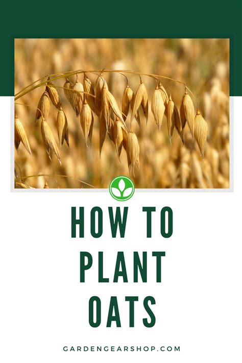 How To Plant Oats | Garden guide, Gardening gear, Oats