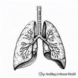 Lungs Coloring Pages  Free & Printable sketch template