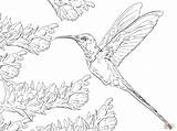 Coloring Hummingbird Printable Allens Hummingbirds Rocks Sketch  sketch template