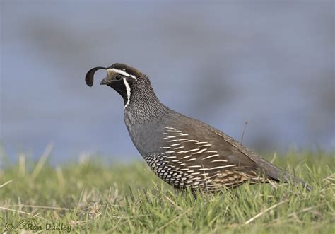 Male And Female California Quail – Feathered Photography