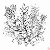 Printable Plant Coloring Pages Free For Kids And Adults sketch template