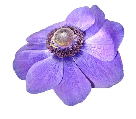 Anemone Flower Violet · Free photo on Pixabay