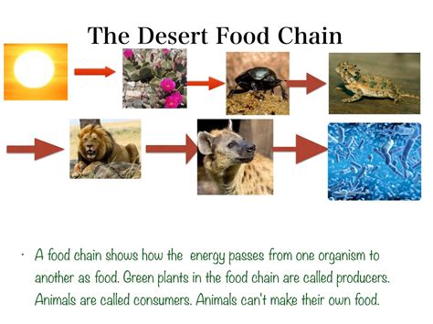 Cold Desert Food Chain