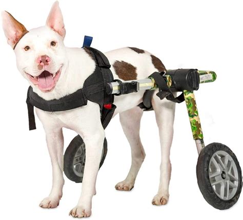 🥇7 Best Dog Wheelchairs to Buy in (May 2022) - Buyer’s Guide