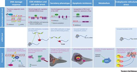 Hallmarks of Cellular Senescence: Trends in Cell Biology