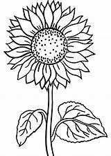 Beautiful Sunflower Coloring Page  Free Printable Pages For Kids sketch template