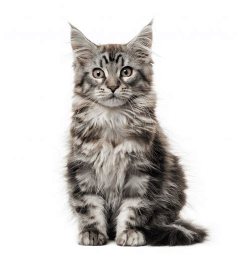 20 of the Most Popular Cat Breeds - Catster