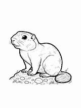 Gopher coloring pages sketch template
