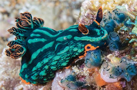 All About Nudibranchs And Flatworms - Dive Training Magazine