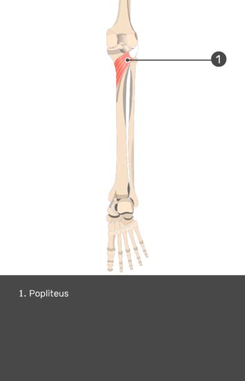 Popliteus Muscle - Attachments, Actions & Innervation | GetBodySmart