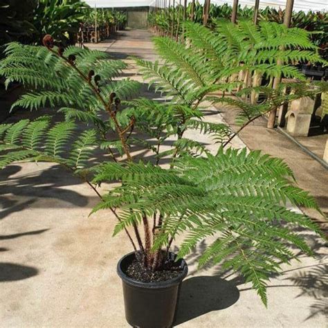 Cyathea Cooperi - Australian Tree Fern | Sunshine Coast Plants