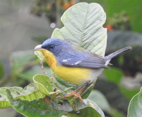 Birds of Mindo - Chile to Mexico