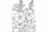 Hollyhock Adults Coloring Page Graphic By Forhadx5 · Creative Fabrica sketch template