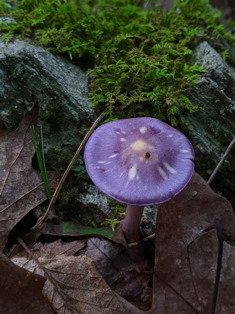 Purple Mushroom - Etsy