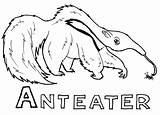 Anteater Coloring Pages sketch template