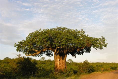 The Mysterious Demise of Africa’s Oldest Trees - Yale E360