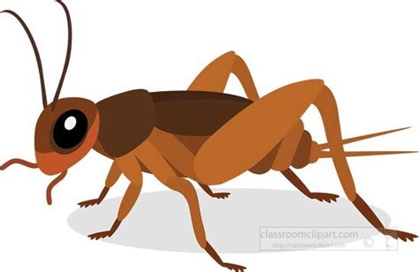 Cricket Insect Clipart Pictures