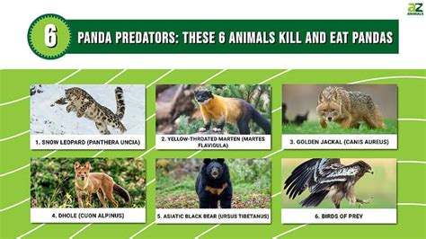 Panda Predators: These 6 Animals Kill and Eat Pandas - A-Z Animals