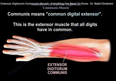 Anatomy Of The Extensor Digitorum Communis — OrthopaedicPrinciples.com