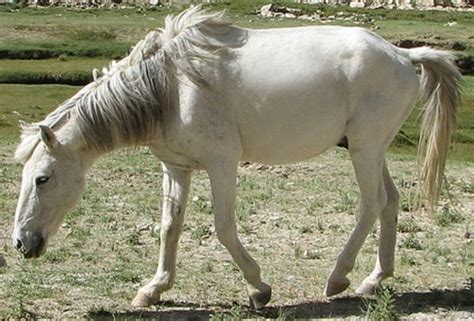 The Zaniskari or Zanskari is a breed of small mountain horse or pony from Ladakh, in Jammu and ...