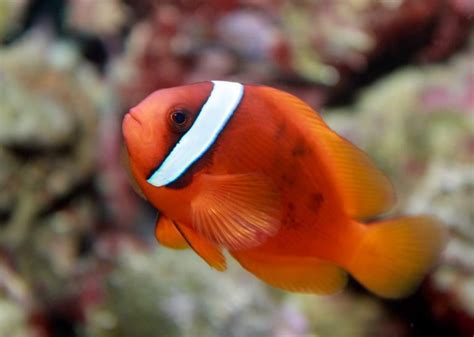 30 Different Types of Clownfish (With Pictures): Clownfish Species Guide - AquaticPals