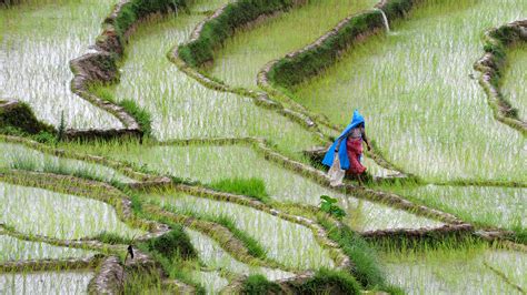 Dry Hills, Full Ponds: Climate Change, Resilience, and Agriculture in Nepal