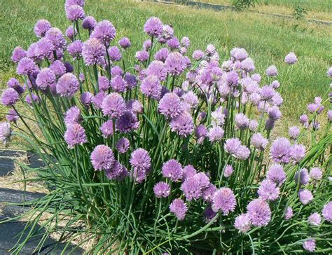 Chives plant in bloom. Chives flowers can be used as a garnish ...