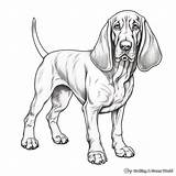 Hound Dog Coloring Pages  Free & Printable sketch template