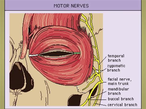 Anatomy of Eyelids & Its Clinical Correlations