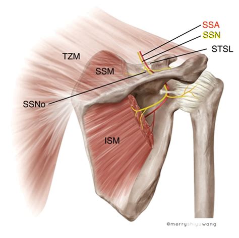 USRA - Suprascapular Nerve Block