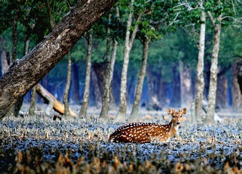 Free Images : tree, flower, wildlife, deer, autumn, fauna, bangladesh, sundarban 2352x1688 ...