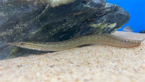 Peacock Eel Care Guide: Size, Diet, Lifespan & More | 2023