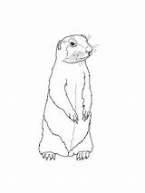 Gopher Coloring Pages Sketch Coloring Page sketch template