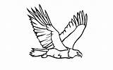 Colours Drawing Wallpaper Eagle Cartoone Colour HD  sketch template