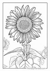 54 Sunflower Coloring Pages Free PDF Printables sketch template