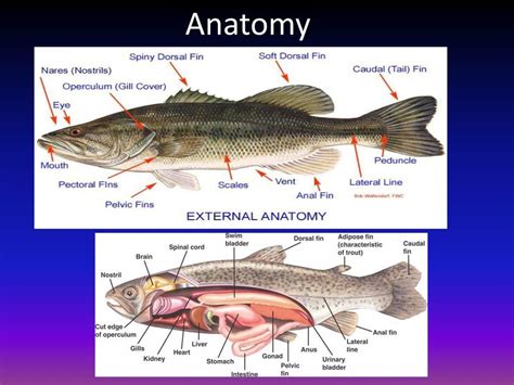 Fish Anatomy Diagram Labeled