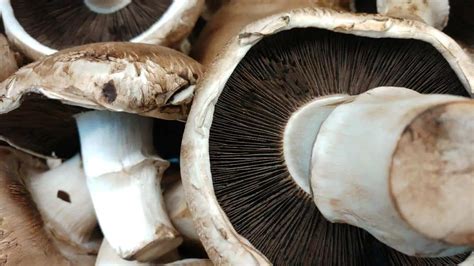 How to Grow Portobello Mushrooms?