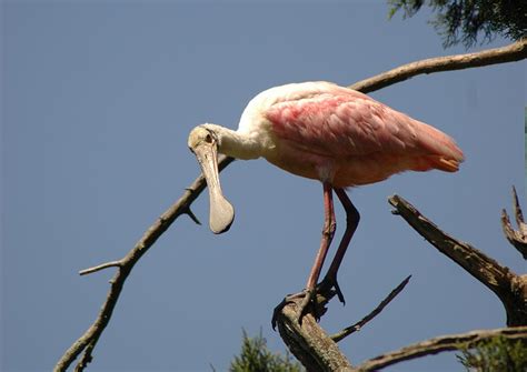 Roseate Spoonbill - Ajaia ajaja - NatureWorks