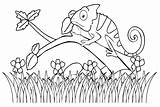 37 Chamäleon Malvorlagen  ColoringPagesOnlycom sketch template