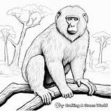 Baboon Coloring Pages  Free & Printable sketch template