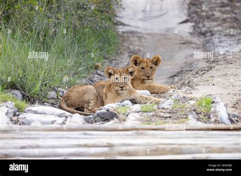 Lion cubs Africa - two 8 month old lion cubs, Panthera leo, lying on ...