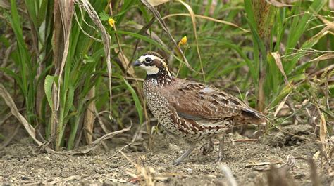 Images Of Bobwhite Quail : 1024 x 768 jpeg 288 кб. - img-level