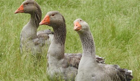 Toulouse Goose Breed Profile - Farmhouse Guide