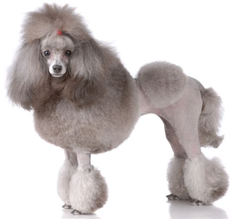 Miniature Poodle Information, Facts, Pictures, Training and Grooming