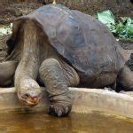 Pinta Island Tortoise Facts and Pictures