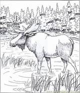 Coloring Pages Alaskan Moose Animals >  Free printable sketch template