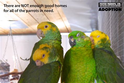 Adoption — Foster Parrots — The New England Exotic Wildlife Sanctuary