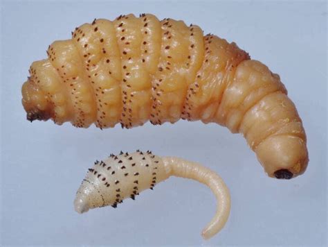 What Is A Botfly Larvae? Learn About Nature's Most Disturbing Parasite