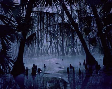 Image result for swamp photos at night