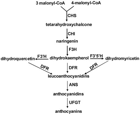 Simplified biosynthesis pathway of flavonoids. Enzyme names are... | Download Scientific Diagram